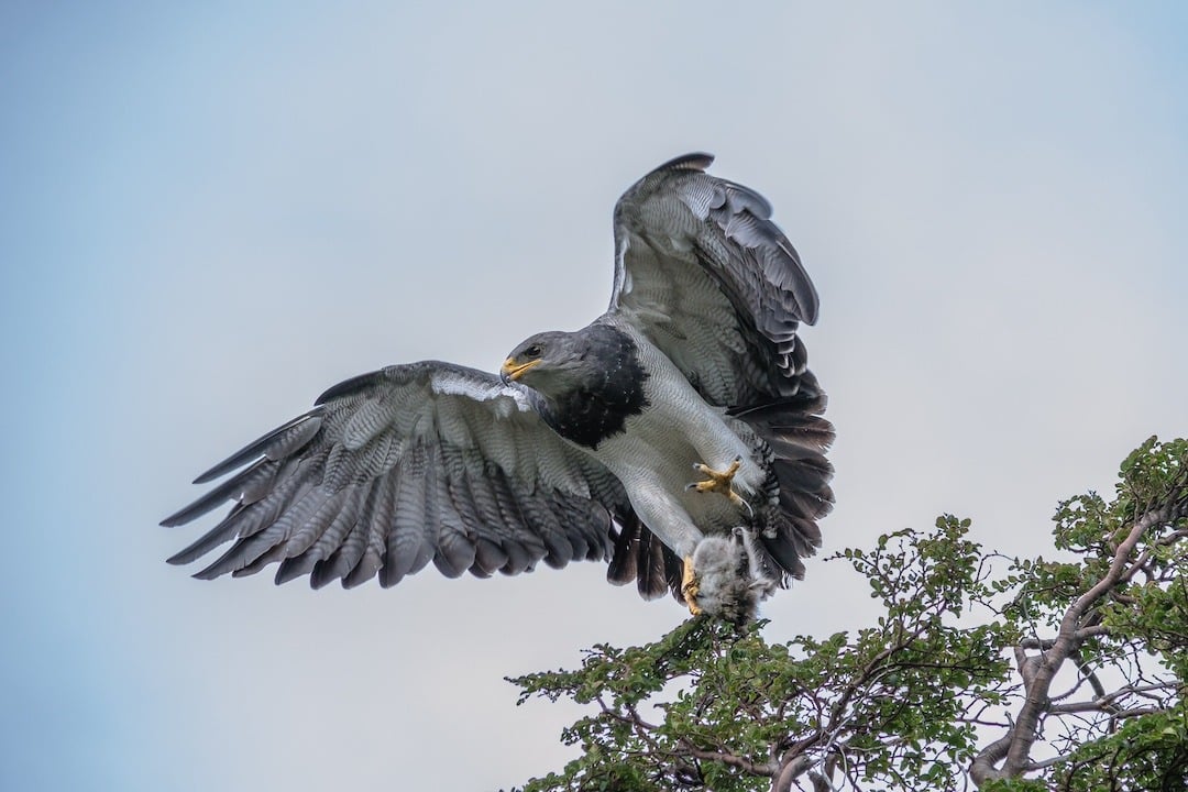 Águila Torres del Paine