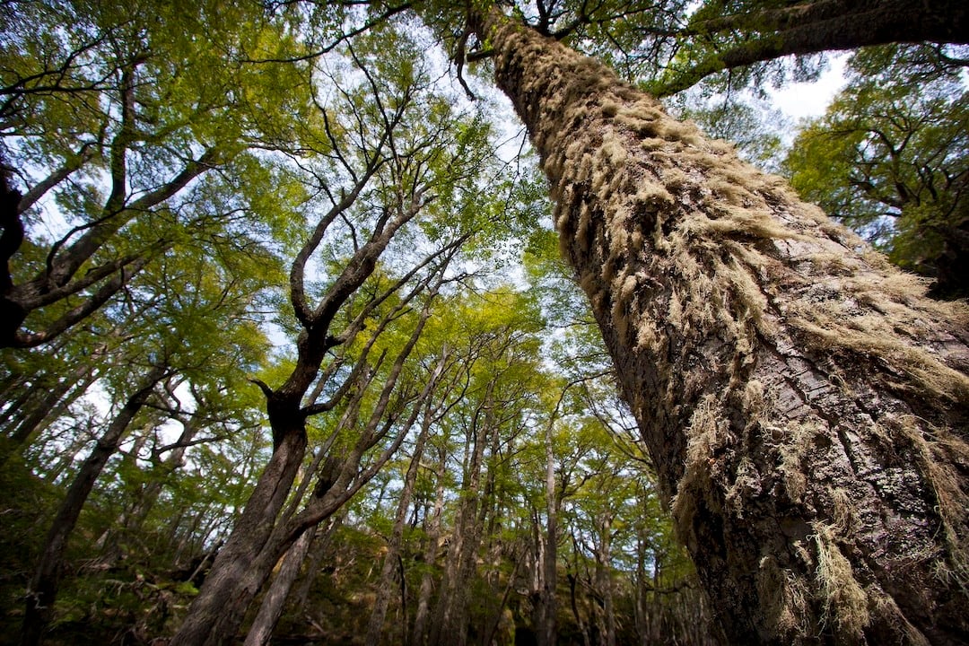 Lenga Forest Patagonia W trek