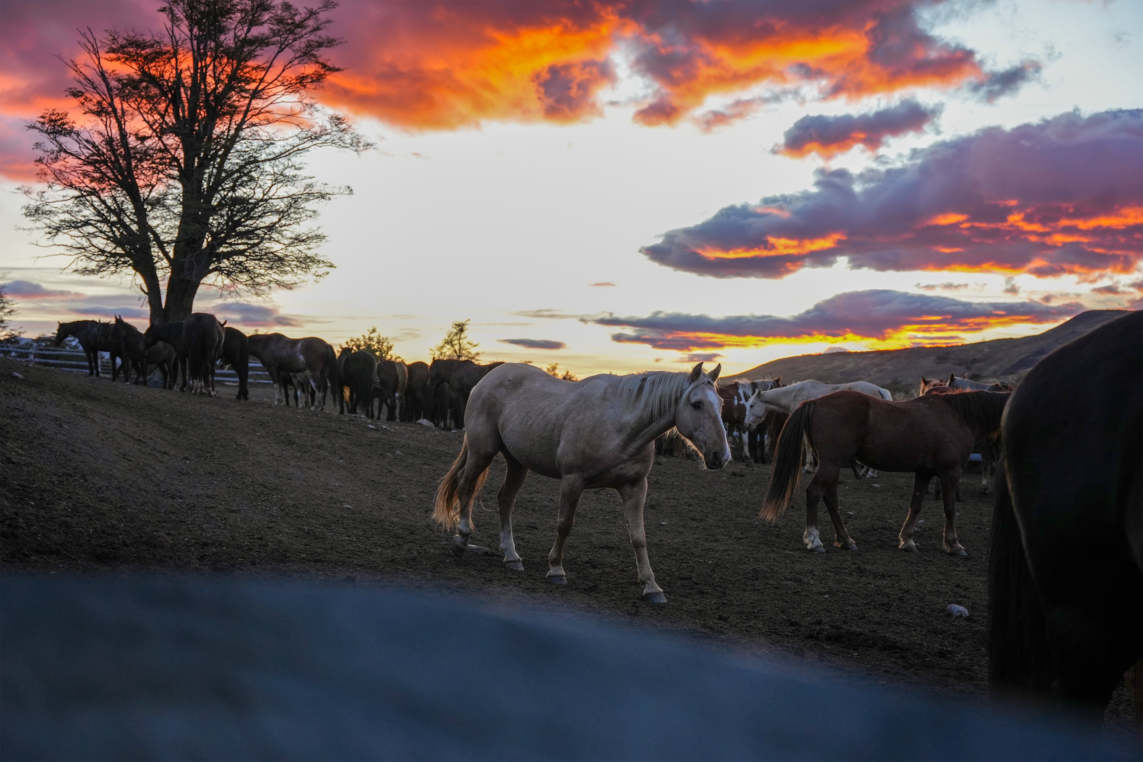 Caballos Patagonia