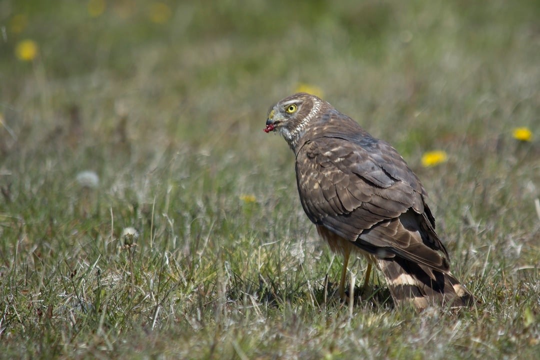 Birdwatching in Torres del Paine National Park