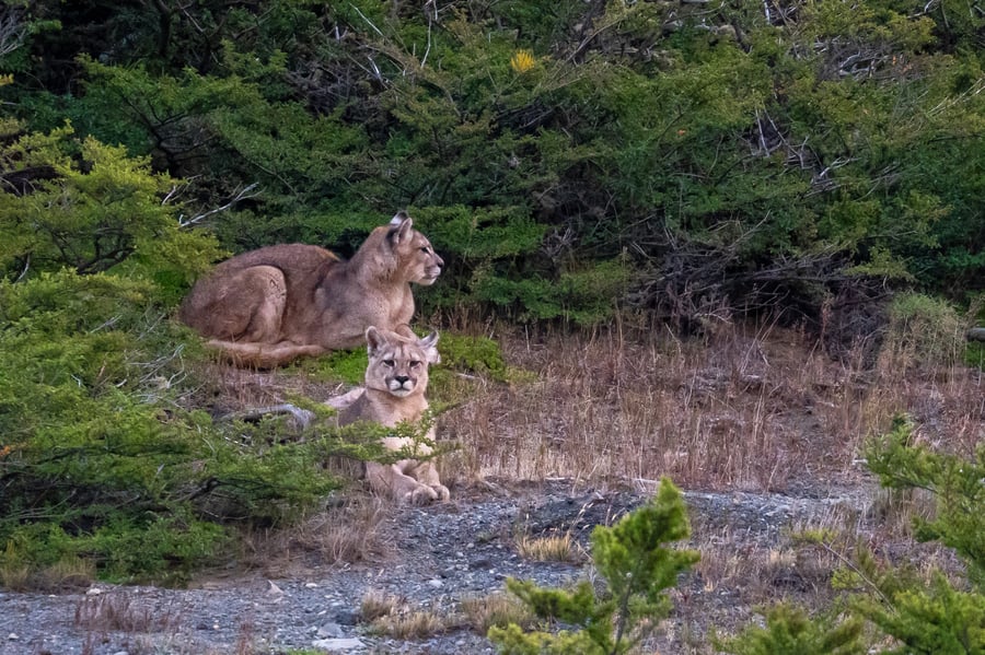 Pumas Torres del Paine