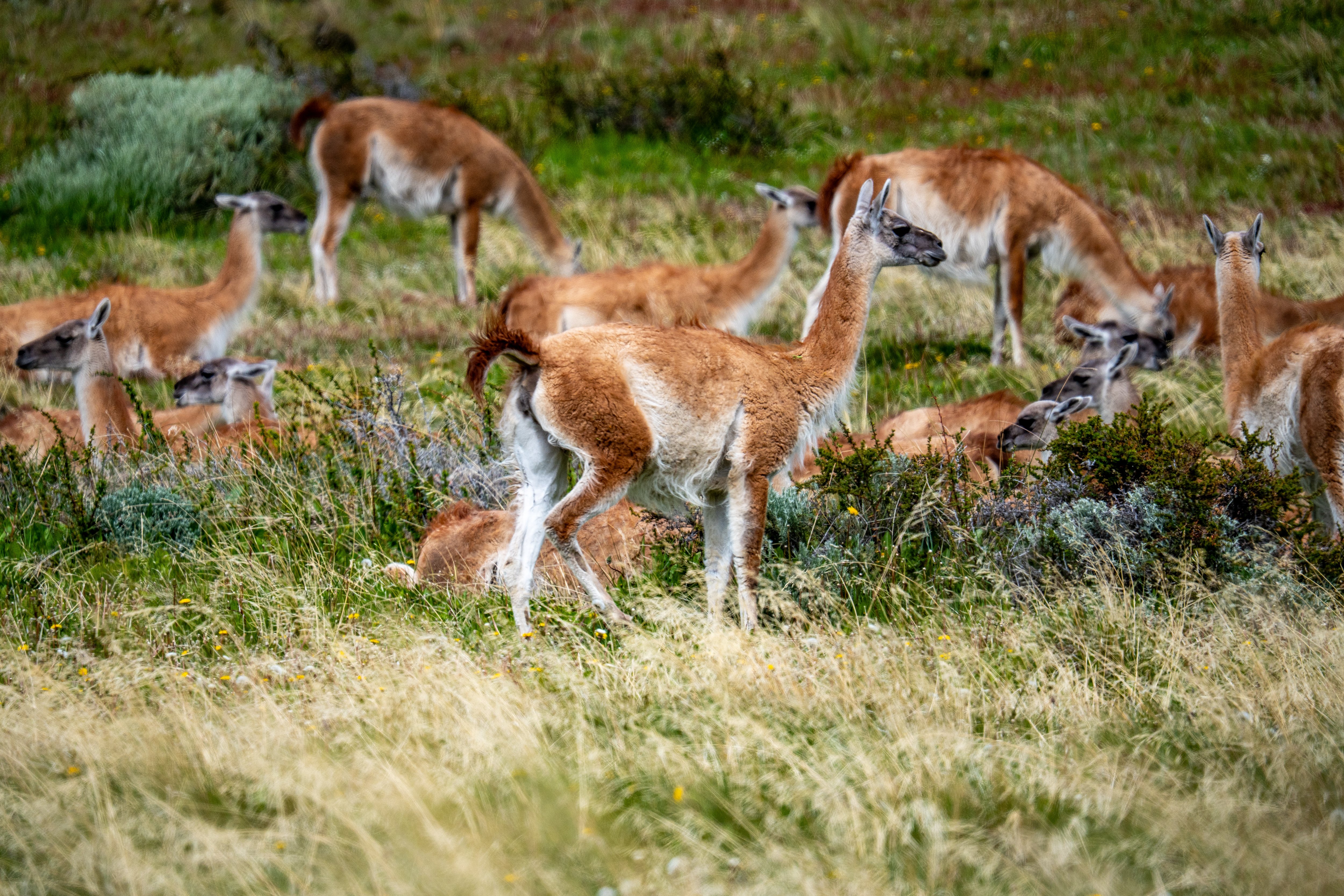 Fauna y flora en verano en Torres del Paine con guanacos, zorros, cóndores, pumas, lirios andinos, orquídeas y arbustos floridos