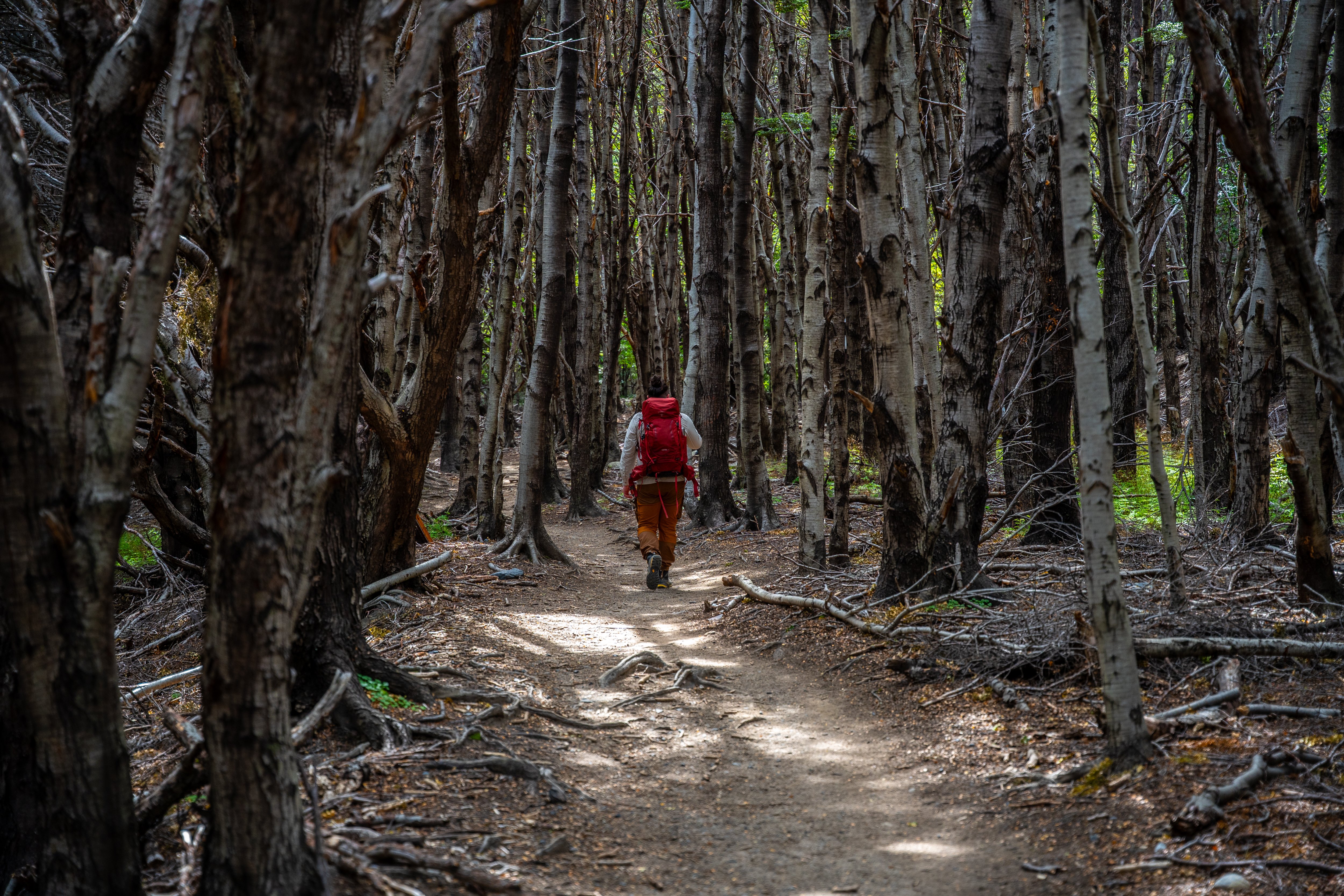 Hike to Francés Valley in Torres del Paine, 20 km trek from Paine Grande with mountains, barren forest and waterspouts at Lake Sköttsberg, excursion by Hotel Las Torres.