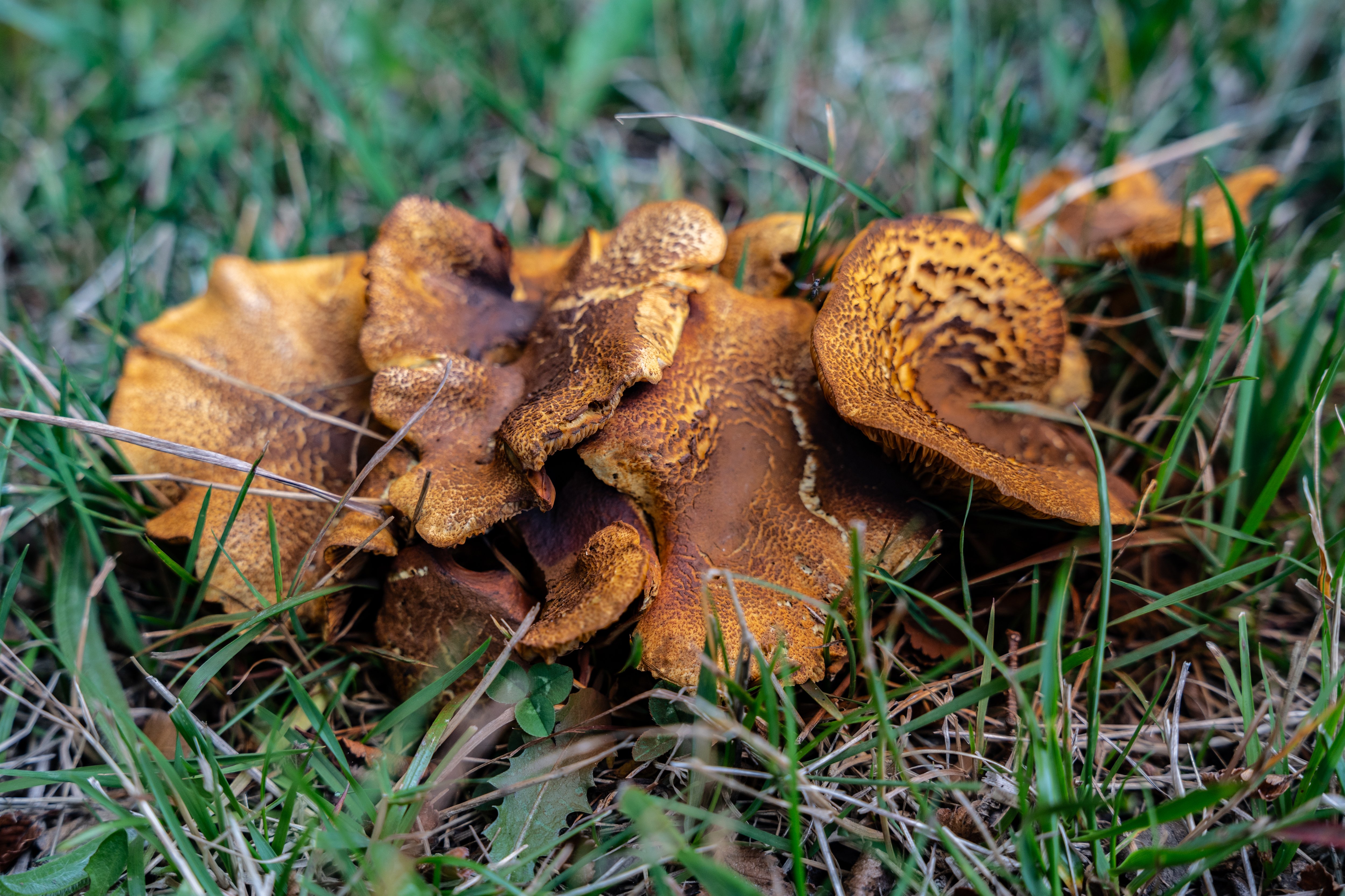 turismo con Lupa en Torres del Paine, dónde encontrar hongos en el bosque de Lengas