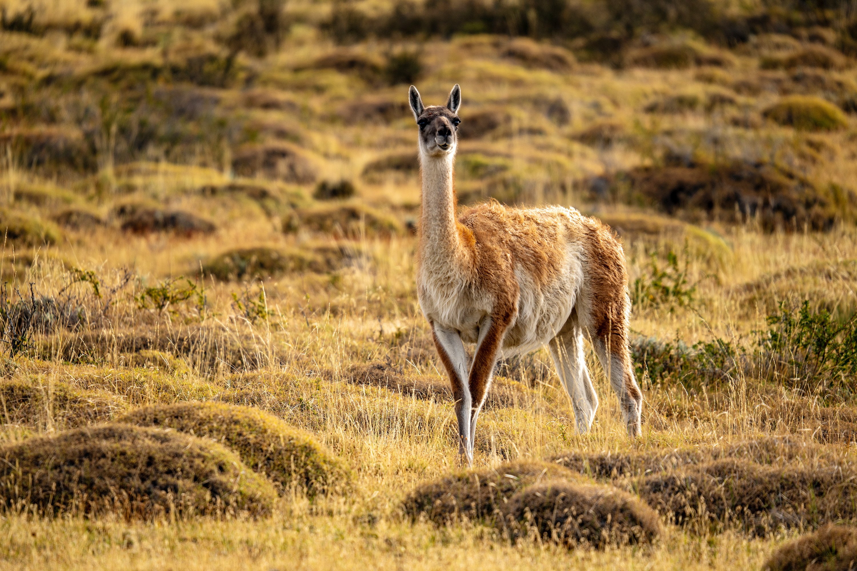 Guanaco standing in the open grasslands of Torres del Paine National Park, surrounded by dry vegetation