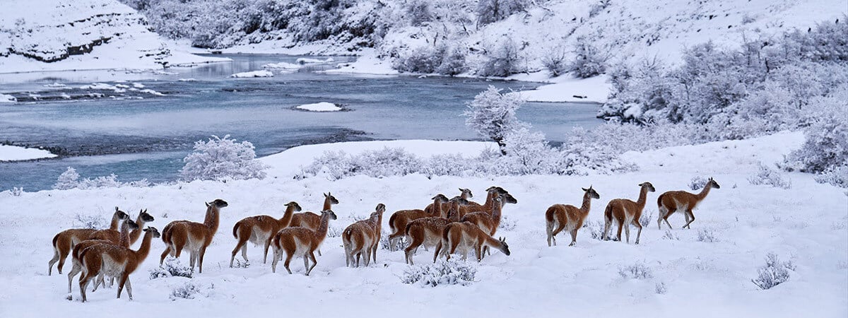 Guanacos en el Parque Nacional Torres del Paine