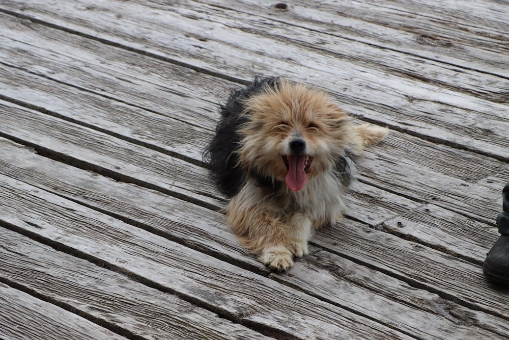 Perro Barbucho Ovejero Magallanico