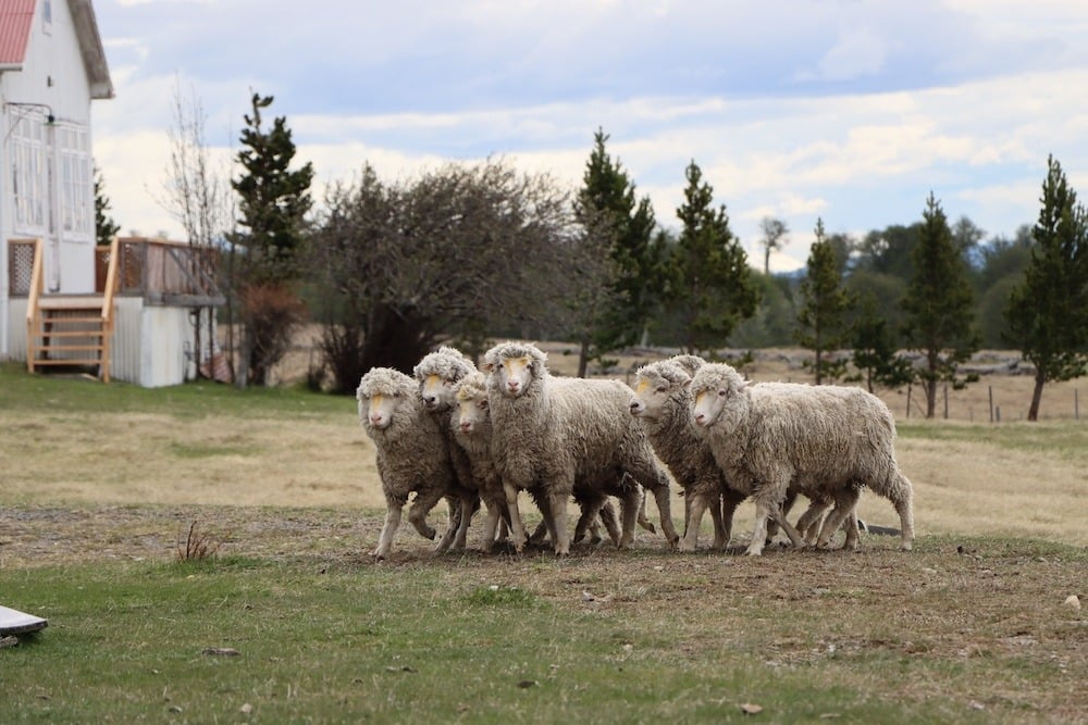 Ovejas Magallanicas en la Patagonia