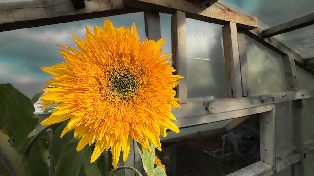 Biointensive agriculture
