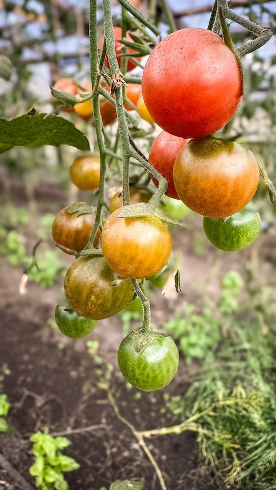 Hotel Las Torres Biointensive garden