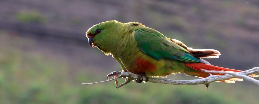 Birdwatching Torres del Paine