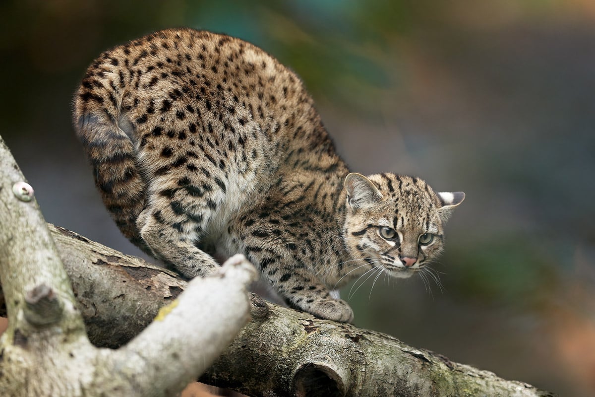 Geoffroy's Cat: A Cat that Went from Myth to Fame in Las Torres Reserve 