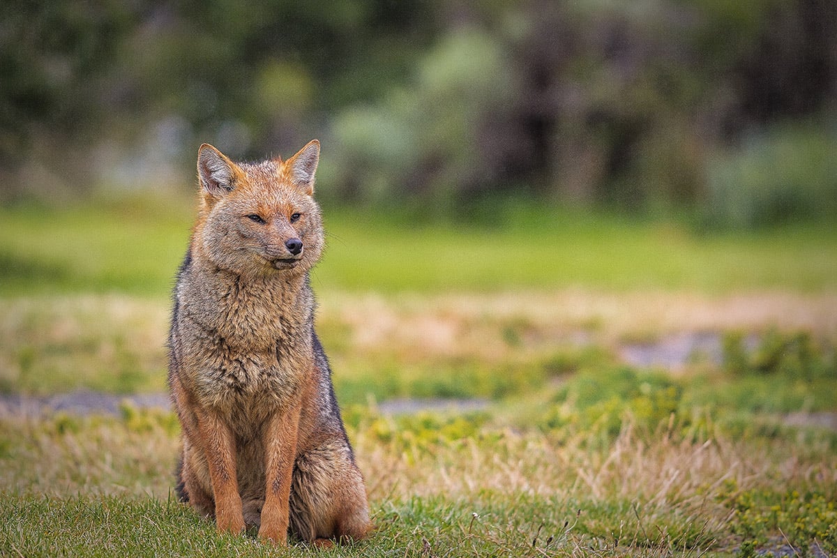 5 animals you didn't know were in Torres del Paine