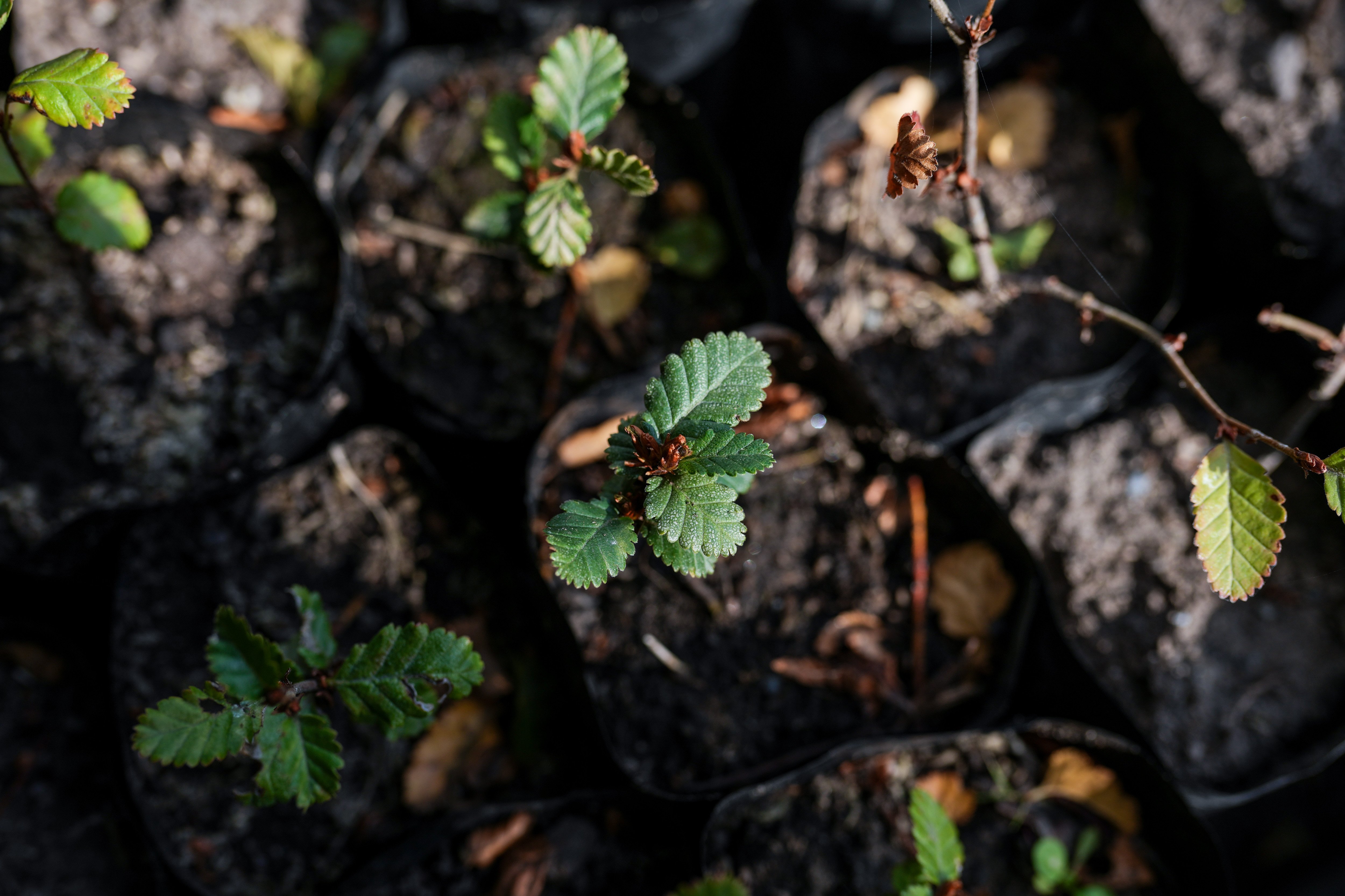 LAS-TORRES-CONSERVANCY-REFORESTACION-00244