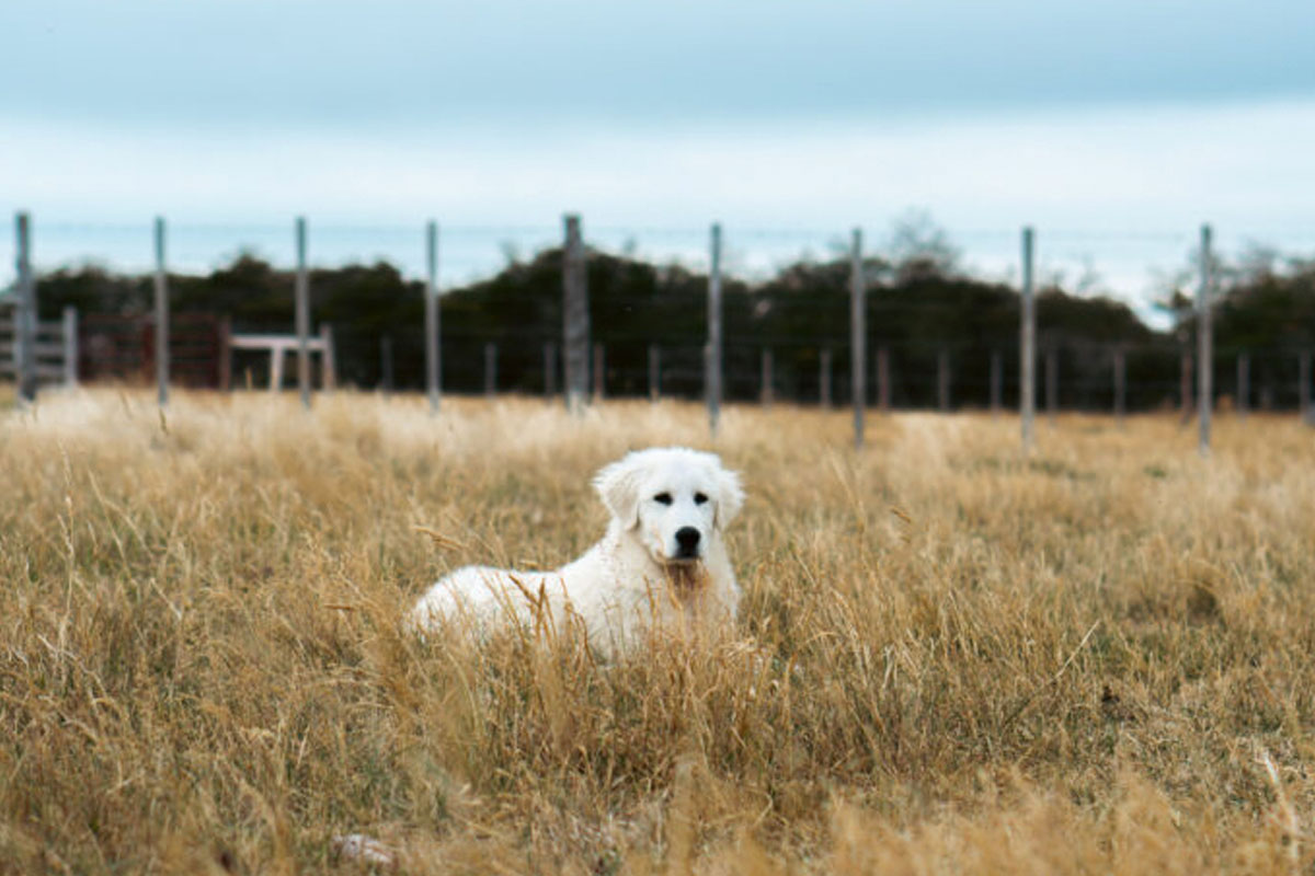 NL Blogs y news_perros maremma