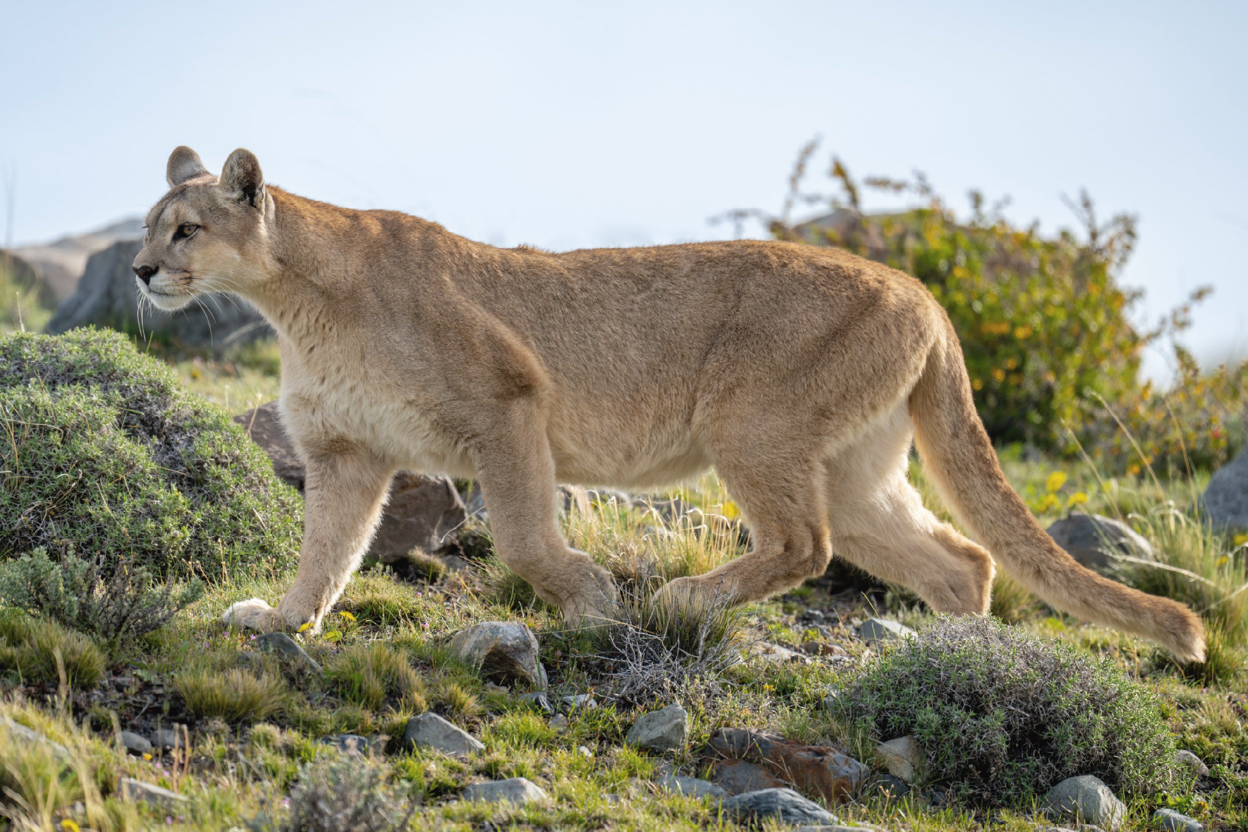 Puma-01-1