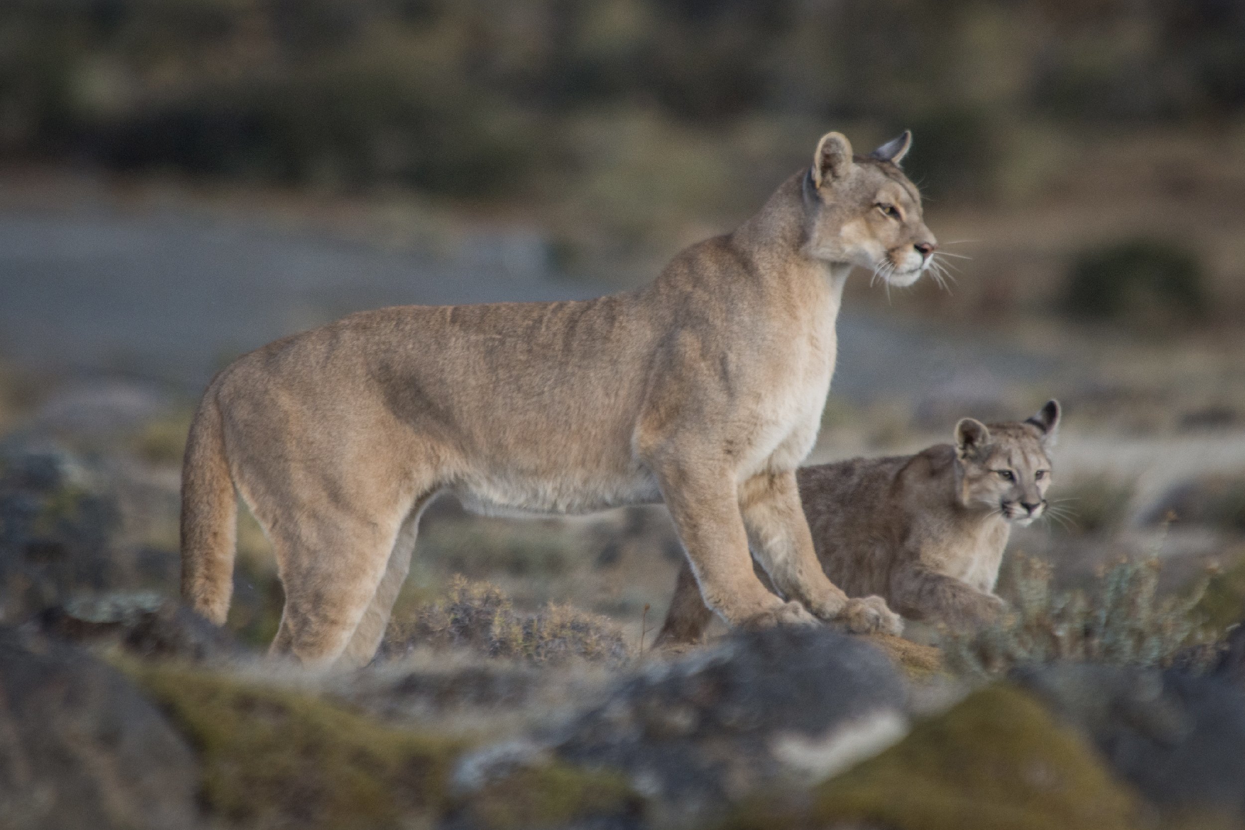Puma-03-1