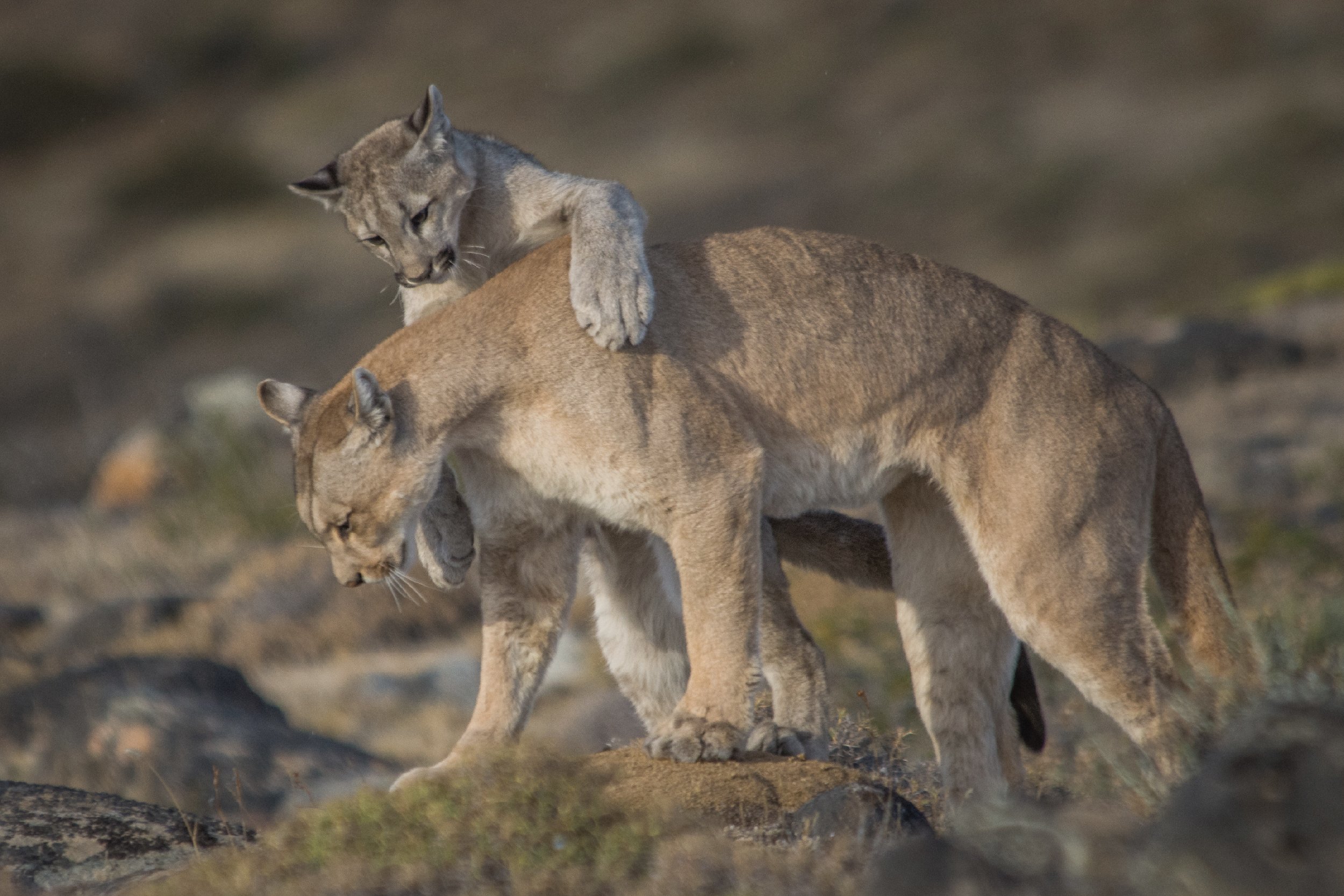 Puma-04-1