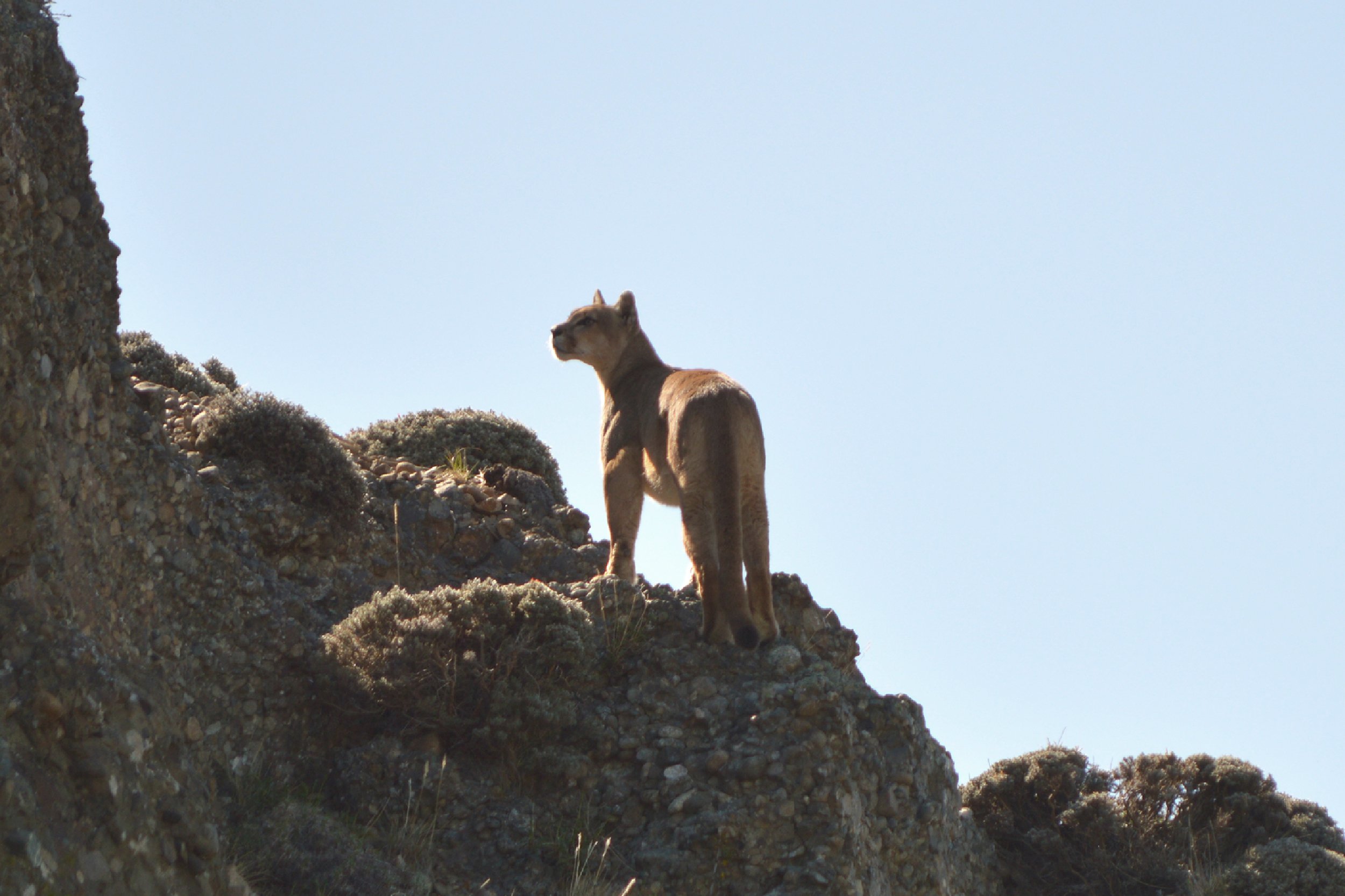 Puma-05-1
