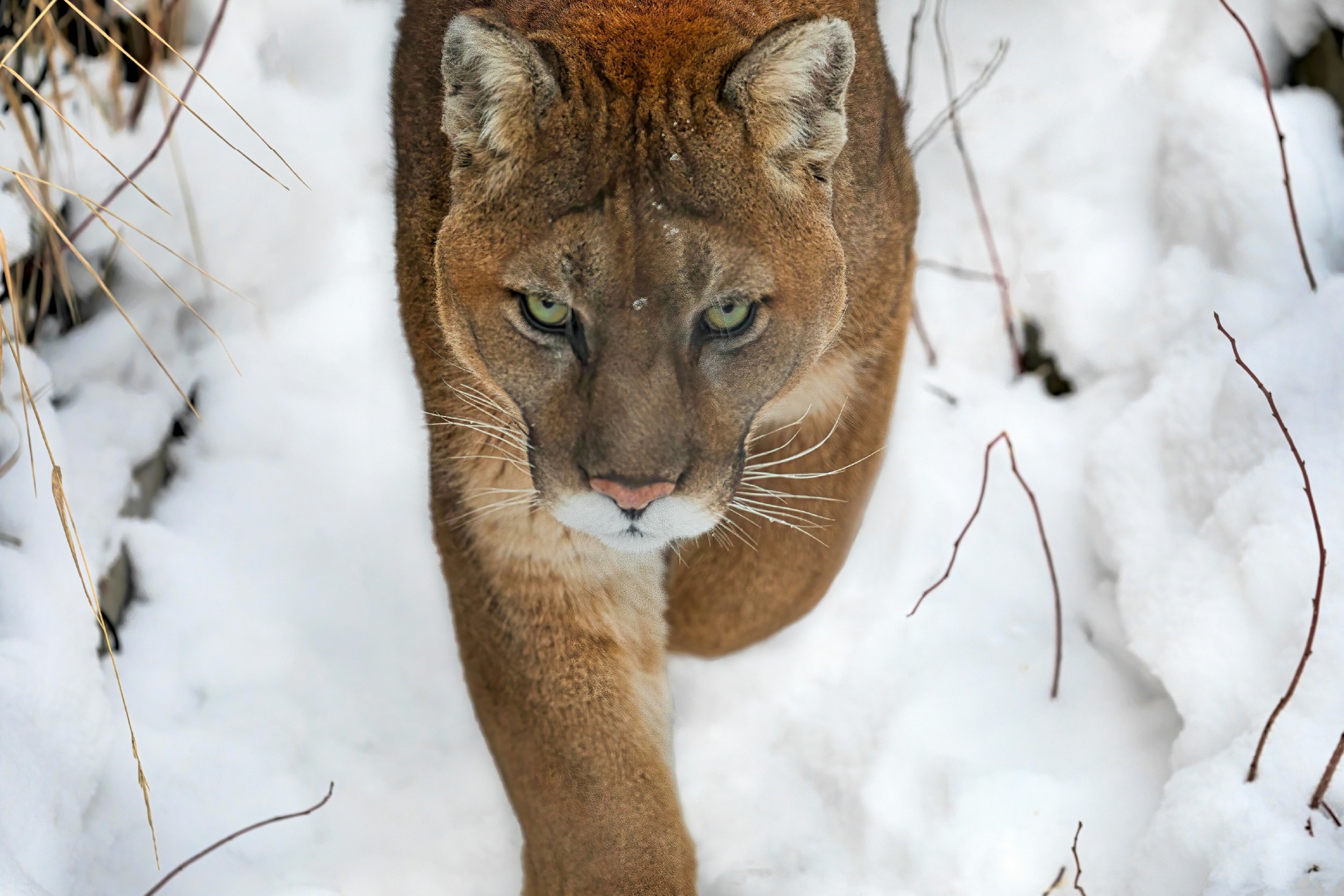 Puma-1