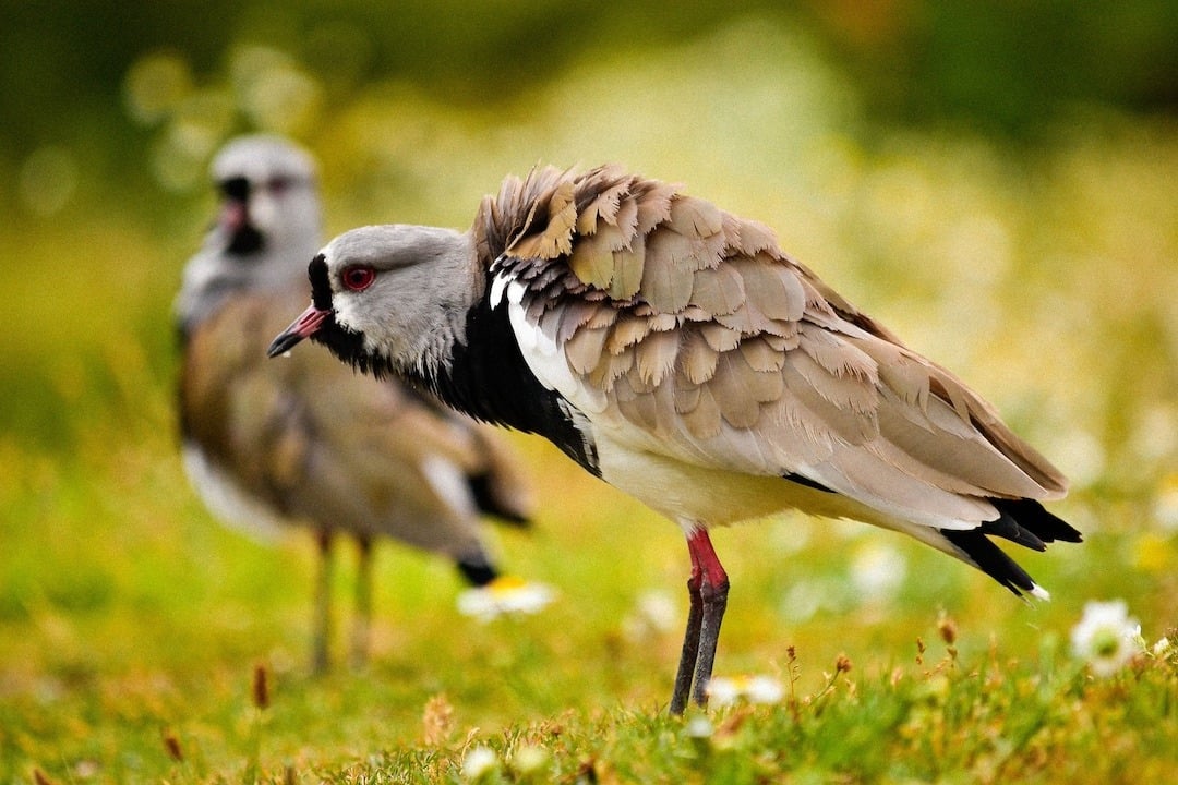 Birds in Torres del Paine