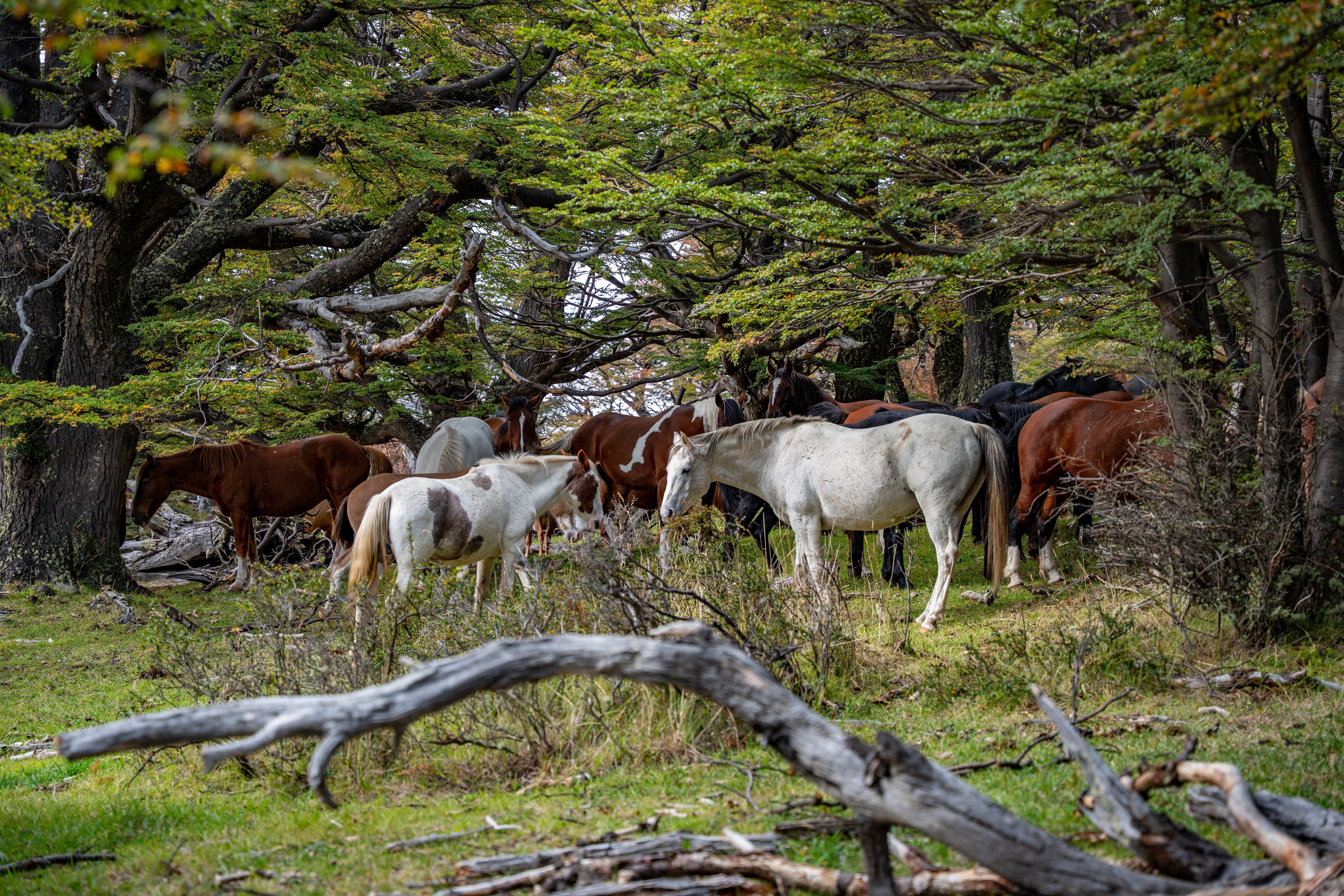 aballos pilcheros en Las Torres Patagonia transportando suministros hacia sectores remotos como Chileno. Los baqueanos equilibran cargas de alimentos, equipos y residuos con sistemas de malla y marco, manteniendo viva la tradición patagónica. Esta práctica sostenible permite abastecer el parque sin dañar el entorno, mientras se honra la herencia cultural de la región. Los caballos de carga son rotados y cuidados para evitar el sobreesfuerzo, diferenciando los usados para cabalgatas de los destinados al transporte.