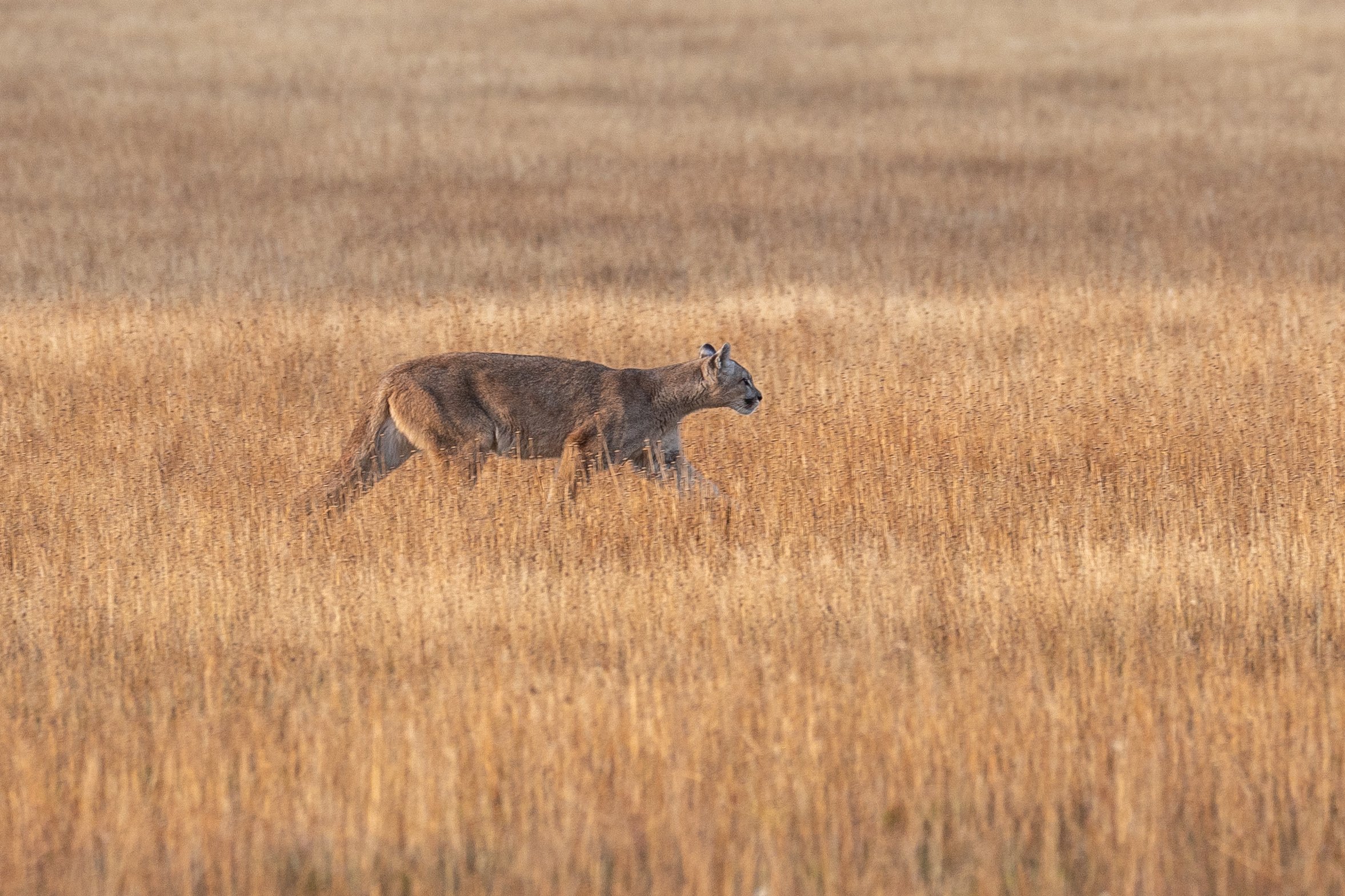 Observación de Pumas en Torres del Paine