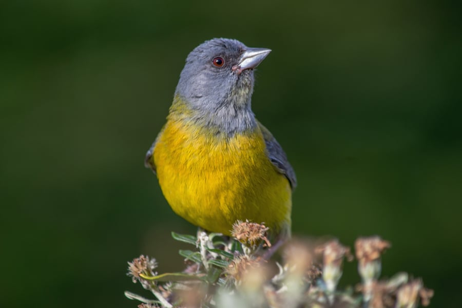 Cometocino Patagonia