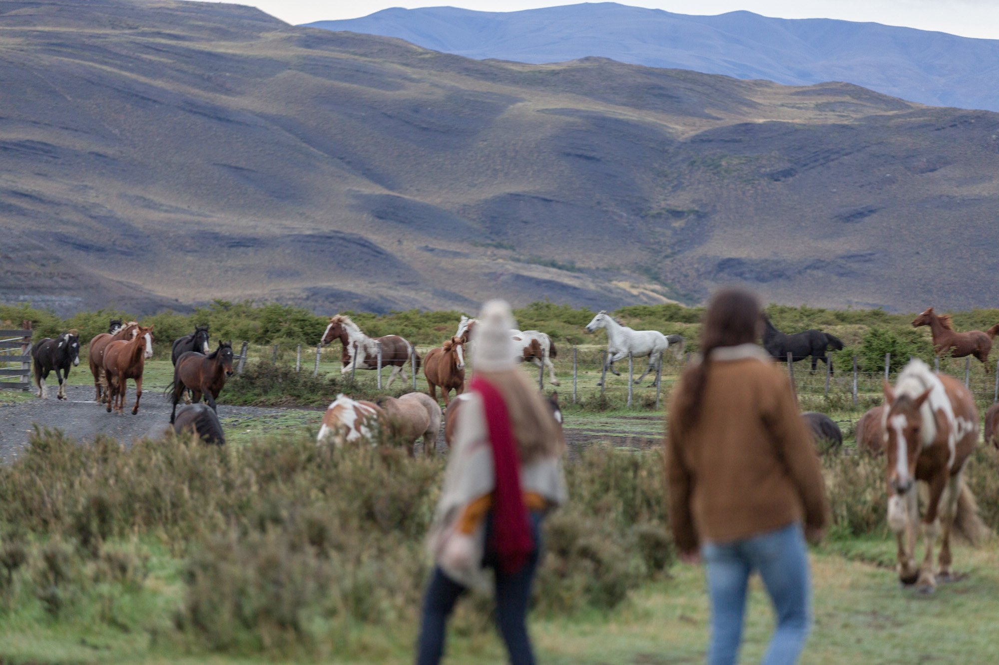 Horses at Las Torres Patagonia private reserve in Torres del Paine National Park, cared for with holistic grazing and veterinary attention, offering exclusive horseback riding experiences that connect visitors to Patagonian tradition and untamed nature.