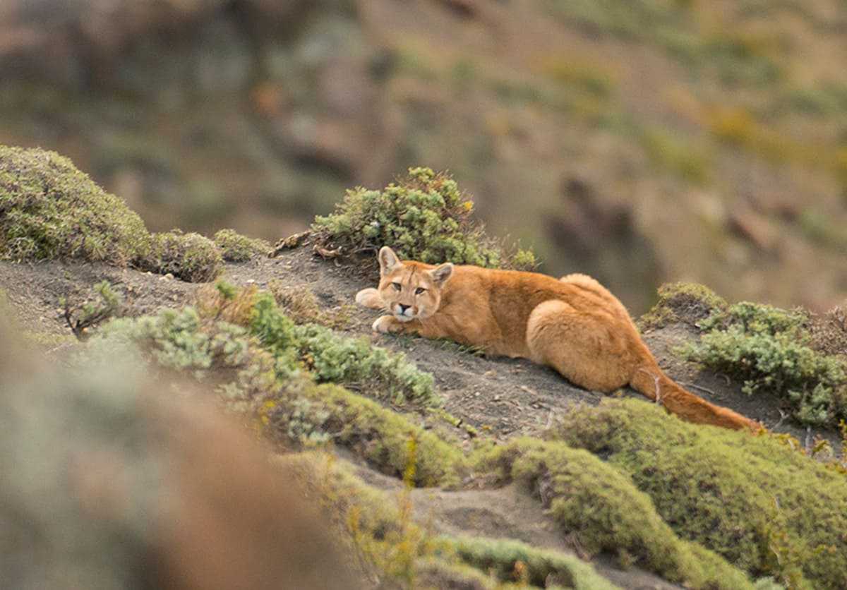 ANIMALS UP CLOSE WITH BERTIE GREGORY