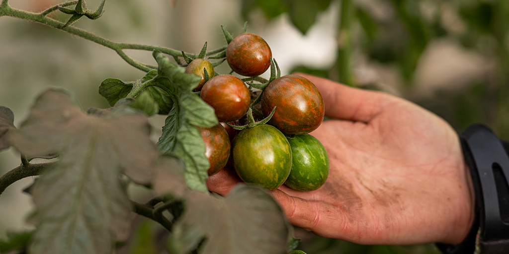 Un colorido surtido de tomates patrimoniales de nuestra huerta biointensiva, incluyendo el tomate Reise segmentado, el Black Beauty de piel oscura, el grueso y singular Corazón de Oso, y otras variedades de formas y colores únicos, destacando la diversidad y frescura de los tomates que se disfrutan en los platos de temporada del restaurante.