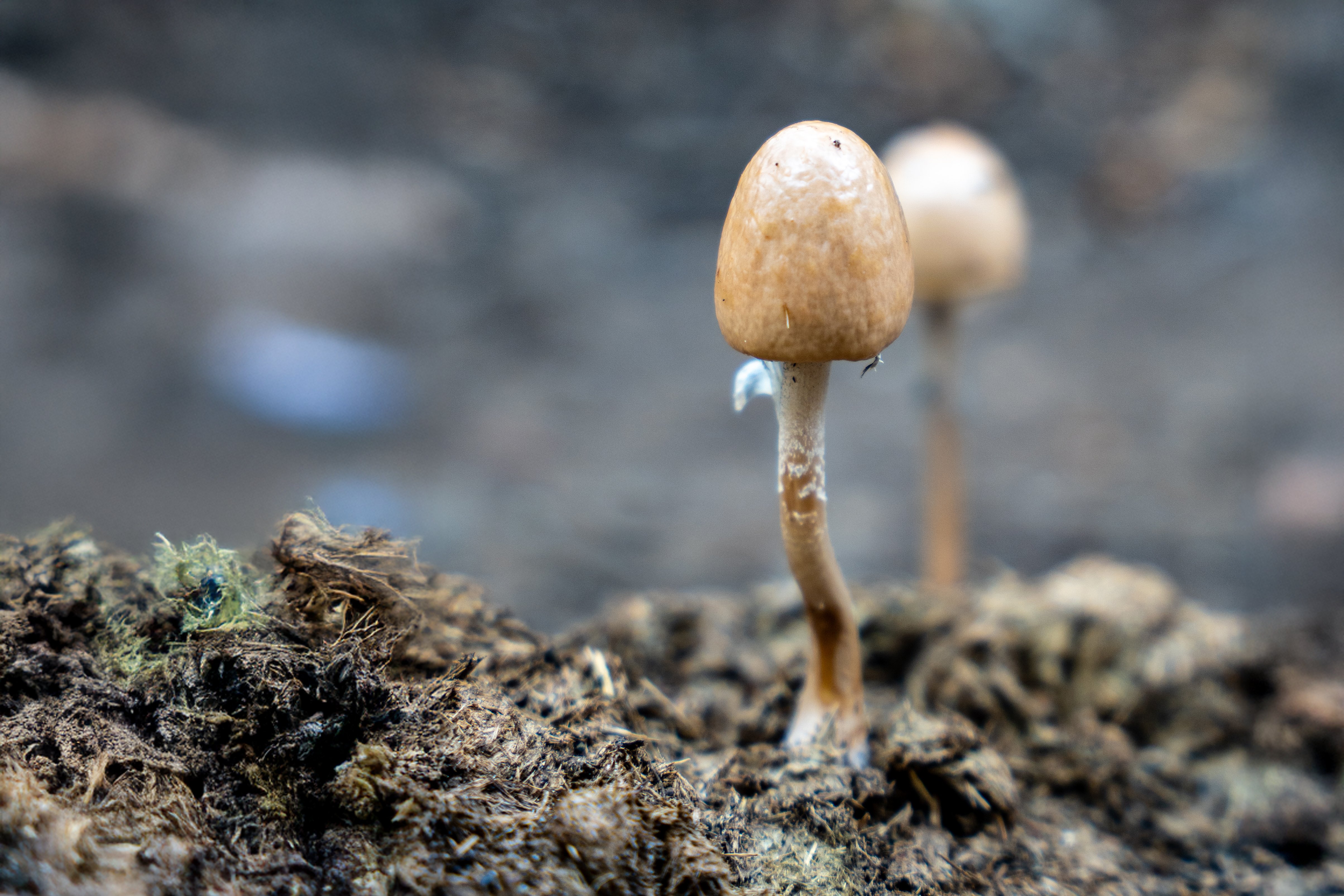 Reino Fungi que esconde Torres del Paine