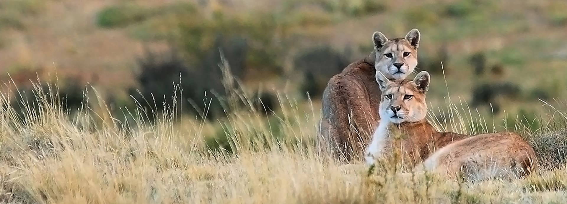 Documentaries to watch before visiting Torres del Paine