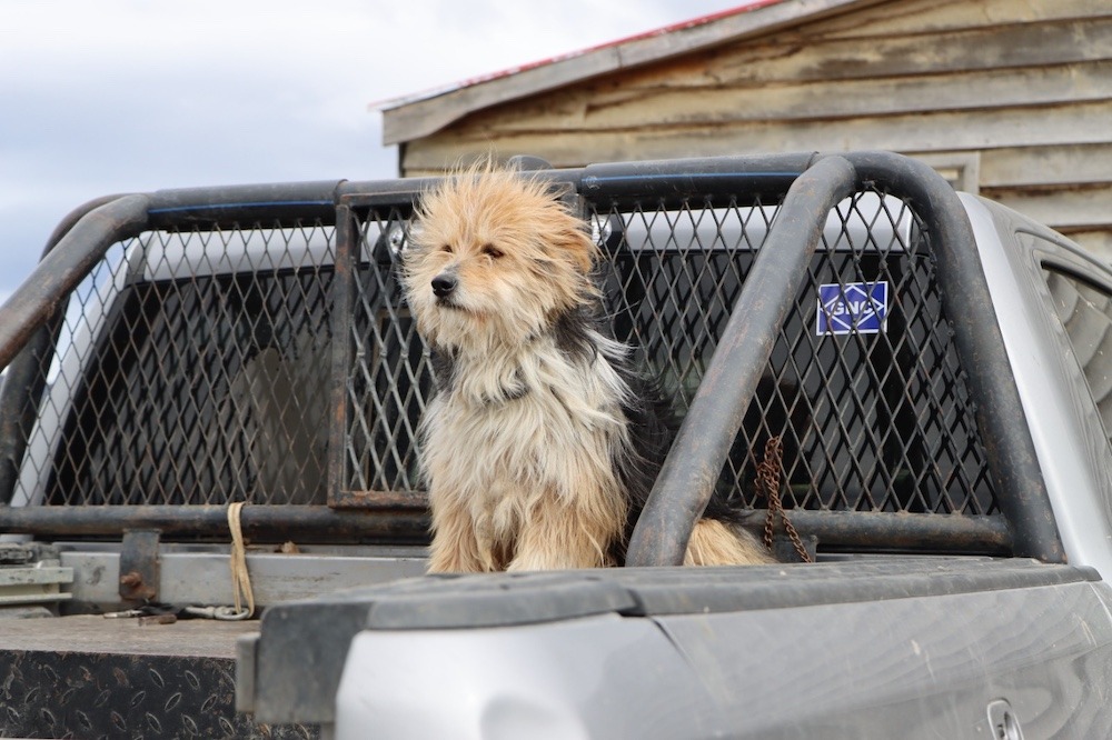 Patagonian sheepdogs