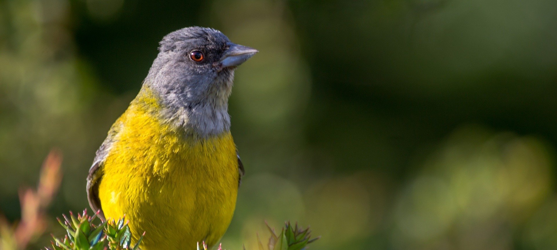 Birdwatching in Patagonia