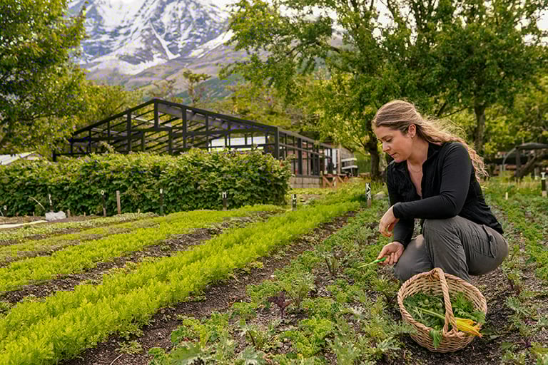 Descubre las innovaciones sostenibles de nuestra huerta biointensiva, desde harina de hueso y tomates exóticos hasta flores comestibles y compost avanzado en la Patagonia.